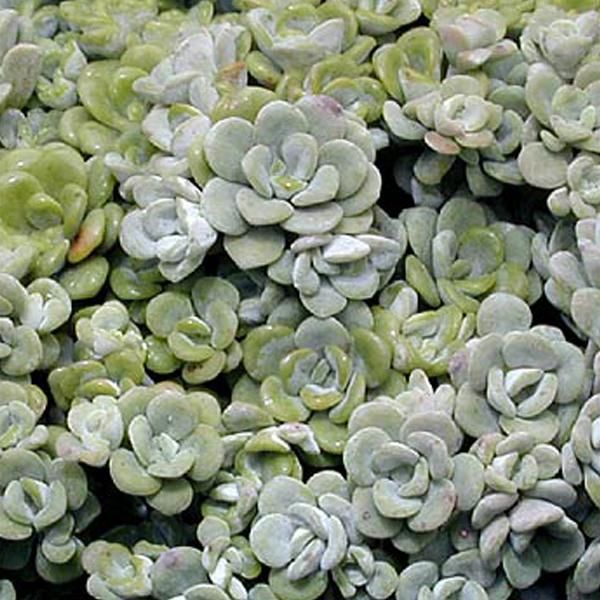 6 X Piante Grasse - Sedum Spathulifolium 'Cape Blanco' | Vaso 9 Cm X 9 Cm-image