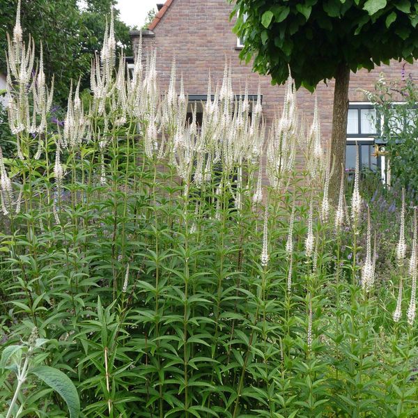 6 X Veronica Candelabro - Veronicastrum Virginicum 'Diana' | Vaso 9 Cm X 9 Cm-image