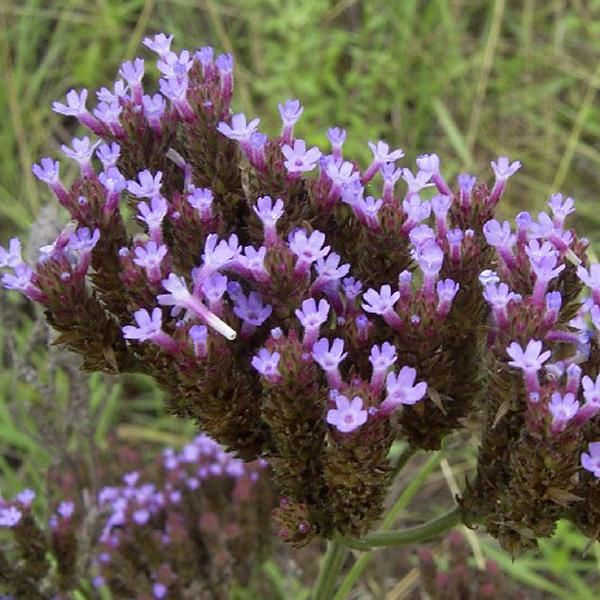 6 X Verbena Argentina - Verbena Bonariensis | Vaso 9Cm X 9Cm-image