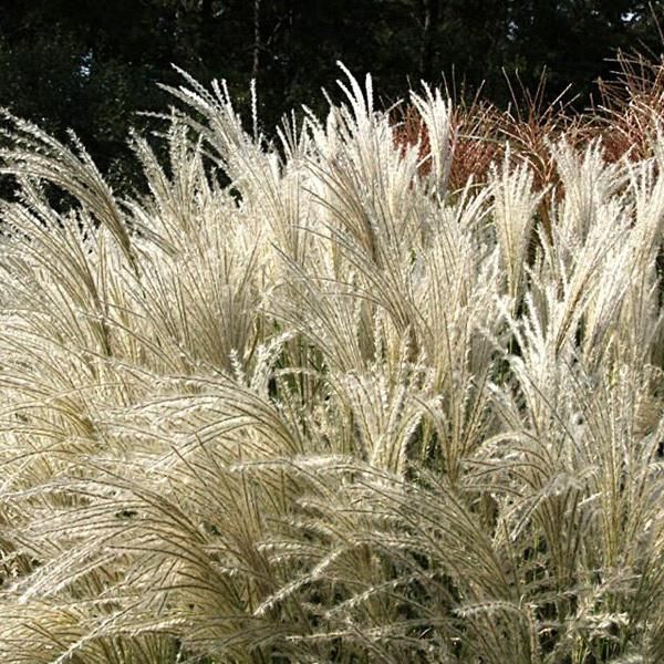 6 X Miscanto Cinese - Miscanthus Sinensis 'Kleine Fontaene' | Vaso 9 Cm X 9 Cm-image