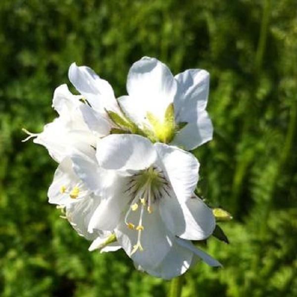 6 X Scala Di Giacobbe - Polemonium Caeruleum 'Album' | Vaso 9 Cm X 9 Cm-image