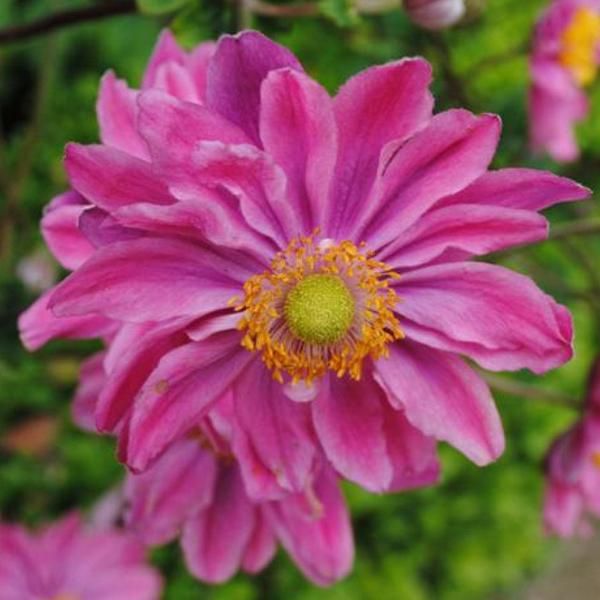 6 X Anemone Autunnale - Anemone Hupehensis 'Prinz Heinrich' | Vaso 9 Cm X 9 Cm-image
