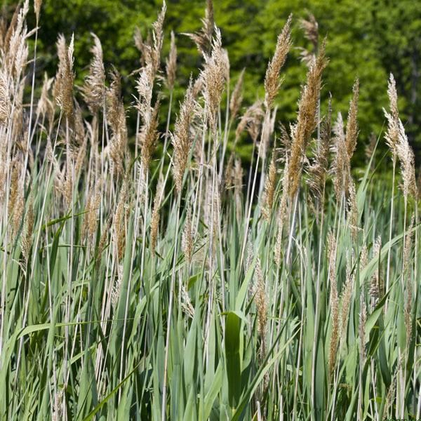 6 X Canna Comune - Phragmites Australis | Vaso 9Cm X 9Cm-image