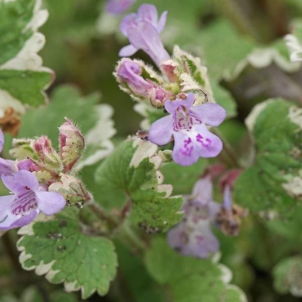 6 X Gundermann - Glechoma Hederacea 'Variegata' | Topf 9Cm X 9Cm-image
