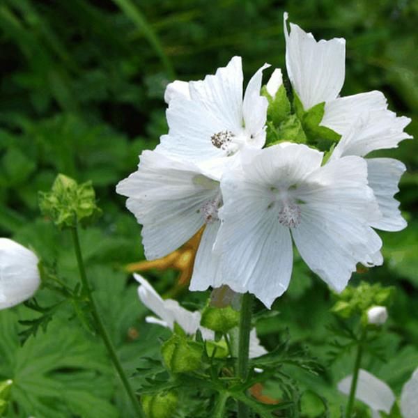 6 X Malva Muschiata Bianca - Malva Moschata 'Alba' | Vaso 9Cm X 9Cm-image