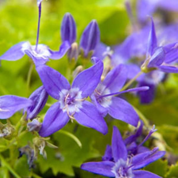 6 X Monte Glockenblume - Campanula Garganica | Topf 9Cm X 9Cm-image