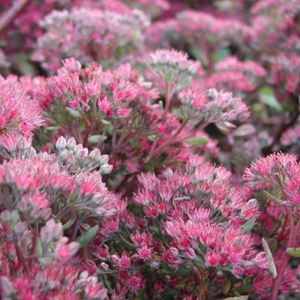 6 X Greaseleaf 'Robustum' - Sedum 'Robustum' (= 'Ruby Glow') | Vaso 9Cm X 9Cm-image