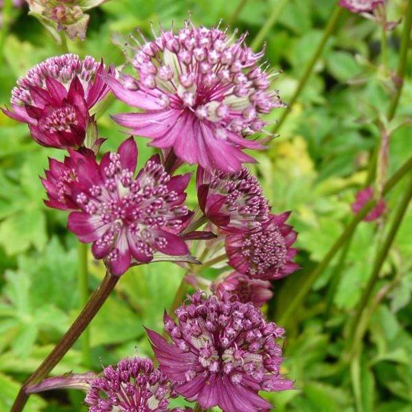 6 X Sterndolde - Astrantia Major 'Lars' | Vaso 9 Cm X 9 Cm-image