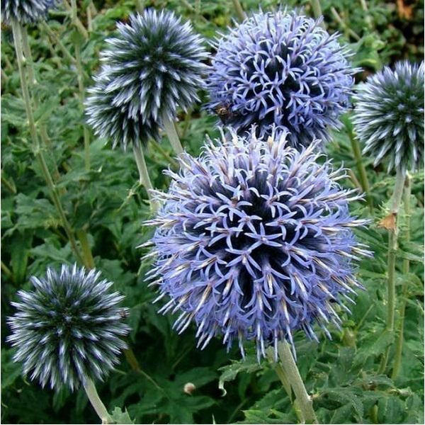 6 X Echinops Ritro 'Veitch's Blue' | Vaso 9 Cm X 9 Cm-image