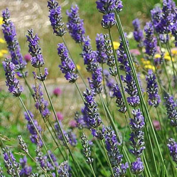 6 X Lavanda Provenzale - Lavandula Intermedia 'Grosso' | Vaso 9 Cm X 9 Cm-image