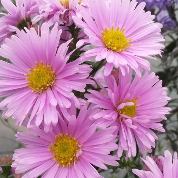 6 X Aster A Foglia Liscia - Aster Novi Belgii 'Sarah Ballard' | Vaso 9 Cm X 9 Cm-image