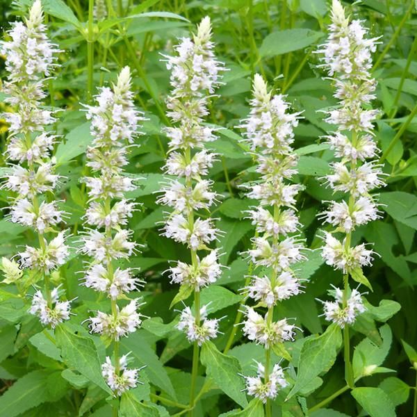 6 X Ortica Profumata - Agastache Rugosa 'Alabaster' | Vaso 9 Cm X 9 Cm-image