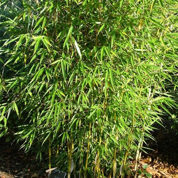 Bambù Alto Da Siepe - Fargesia Robusta | 60-80 Cm In Contenitore-image