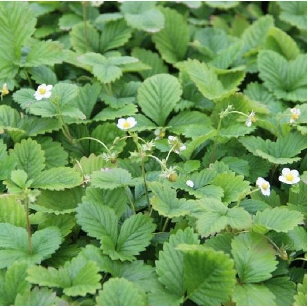 6 Fragole - Fragaria Vesca 'Alexandria' | Vaso 9 Cm X 9 Cm-image