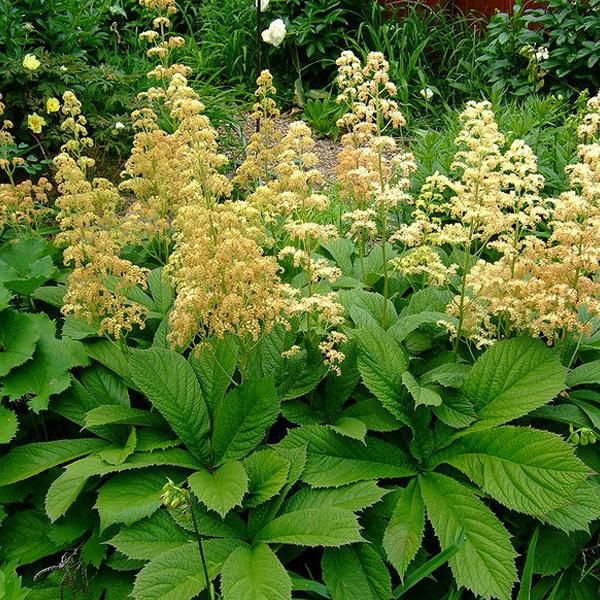 6 X Rodgersia Pinnata - Rodgersia Pinnata | Vaso 9Cm X 9Cm-image