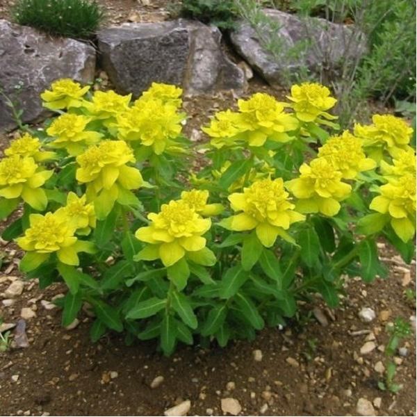 6 X Euforbia Dorata - Euphorbia Polychroma | Vaso 9Cm X 9Cm-image