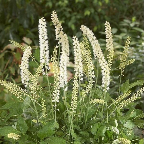 6 X Actea Simplex 'White Pearl' - Actaea Simplex 'White Pearl' | Vaso 9 Cm X 9 Cm-image