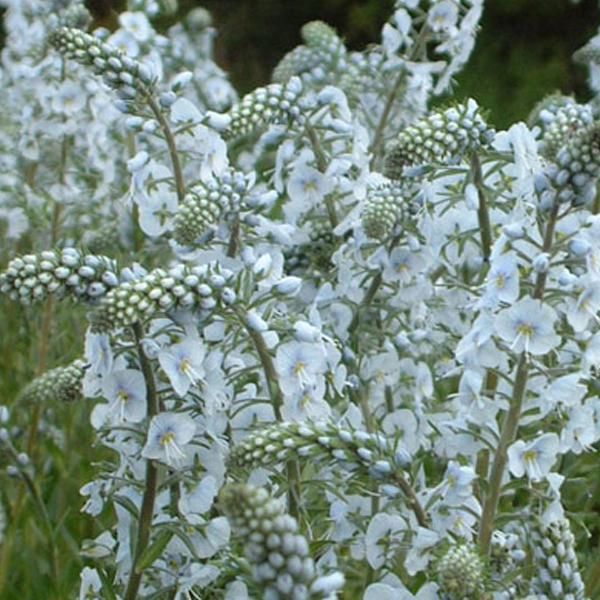 6 X Speedwell - Veronica Gentianoides | Vaso 9Cm X 9Cm-image