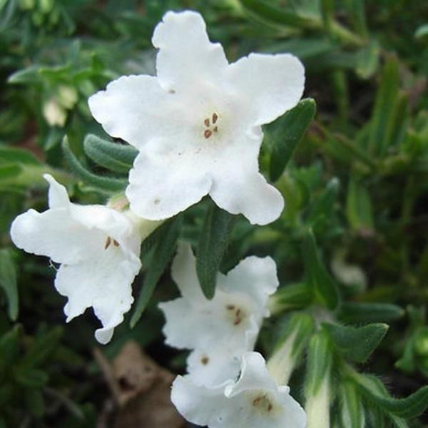 6 Semi Di Lithodora Diffusa 'Alba' | Vaso 9 Cm X 9 Cm-image