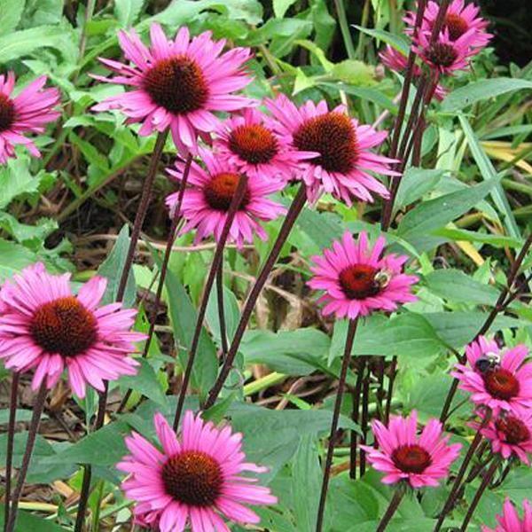 6 X Cappello Da Sole - Echinacea Purpurea 'Fatal Attraction' | Vaso 9 Cm X 9 Cm-image