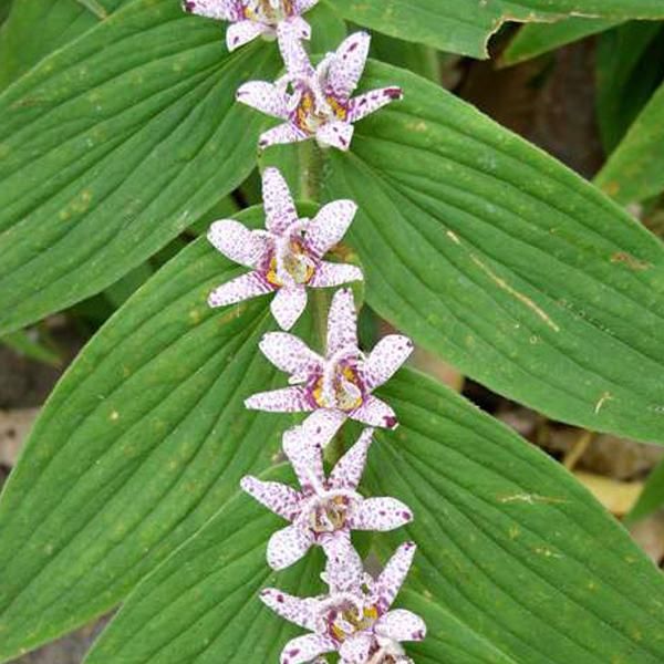 6 X Giglio Rospo Giapponese - Tricyrtis Hirta | Vaso 9Cm X 9Cm-image
