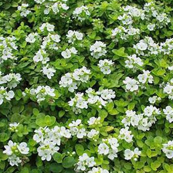 6 X Ehrenpreis - Veronica Repens | Topf 9Cm X 9Cm-image