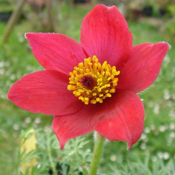 6 X Pulsatilla Vulgaris 'Rode Klokke' - Pulsatilla Vulgaris 'Rode Klokke' | Vaso 9 Cm X 9 Cm-image