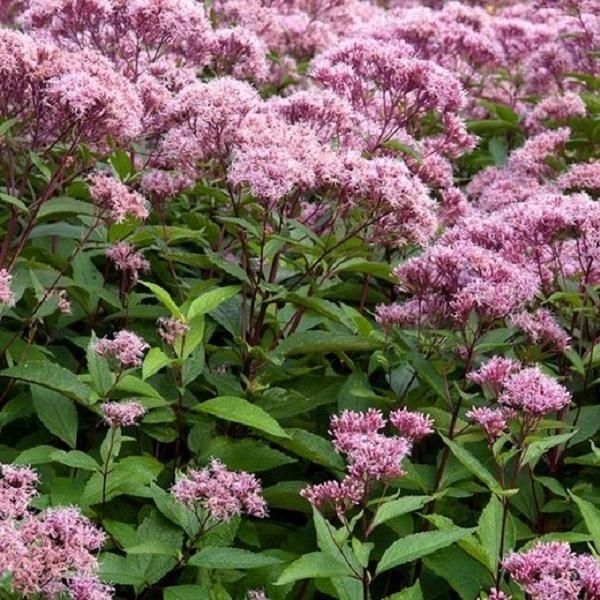 6 X Eupatorium Maculatum 'Atropurpureum' | Vaso 9 Cm X 9 Cm-image