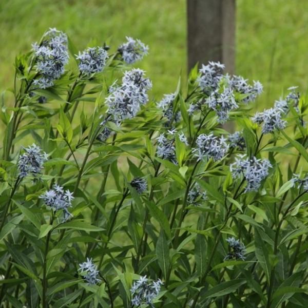 6 X Stella Tubiforme Comune - Amsonia Tabernaemontana | Vaso 9Cm X 9Cm-image