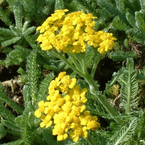 6 X Tappeto Infeltrito Di Achillea - Achillea Tomentosa | Vaso 9Cm X 9Cm-image