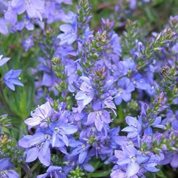 6 X Veronica Prostrata 'Blue Sheen' | Vaso 9 Cm X 9 Cm-image
