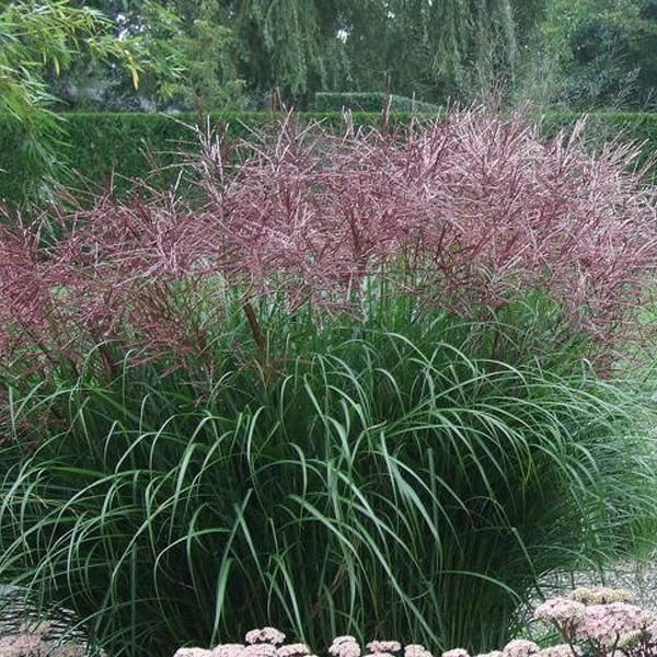 6 X Erba Di Canna Zebrata - Miscanthus Sinensis 'Far East' | Vaso 9Cm X 9Cm-image