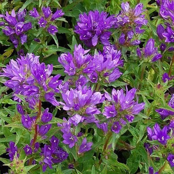 6 X Mazzi Di Campanule - Campanula Glomerata 'Acaulis' | Vaso 9 Cm X 9 Cm-image