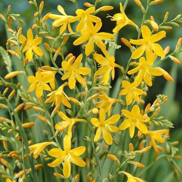 6 X Montbretia - Crocosmia 'George Davidson' | Vaso 9 Cm X 9 Cm-image