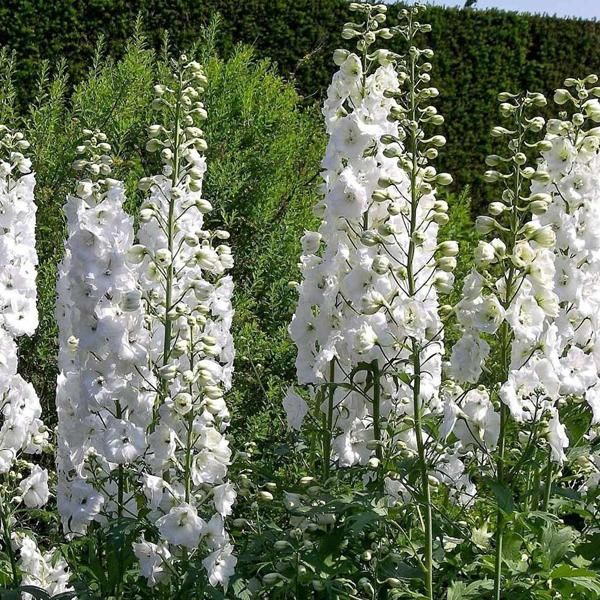 6 X Delphinium Del Pacifico - Delphinium 'Galahad' | Vaso 9 Cm X 9 Cm-image