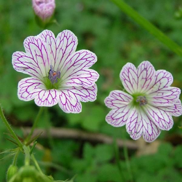 6 X Geranium Versicolor Variable Cranesbill - Geranium Versicolor | Vaso 9Cm X 9Cm-image
