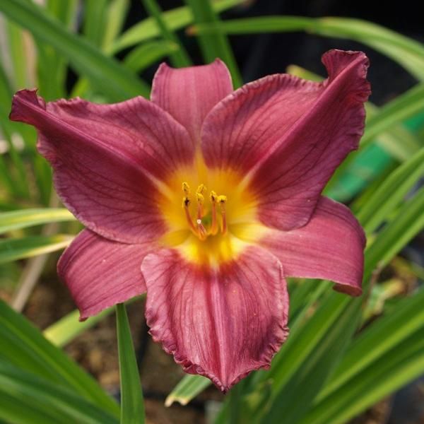 6 X Daylily - Hemerocallis 'Summer Wine' | Vaso 9 Cm X 9 Cm-image