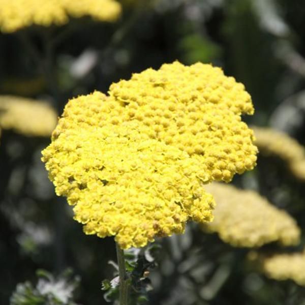6 X Achillea - Achillea 'Moonshine' | Vaso 9 Cm X 9 Cm-image