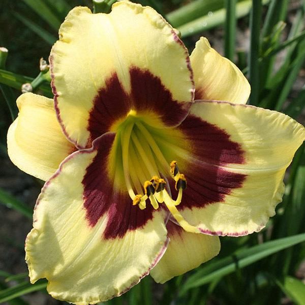 6 X Daylily - Hemerocallis 'El Desperado' | Vaso 9 Cm X 9 Cm-image