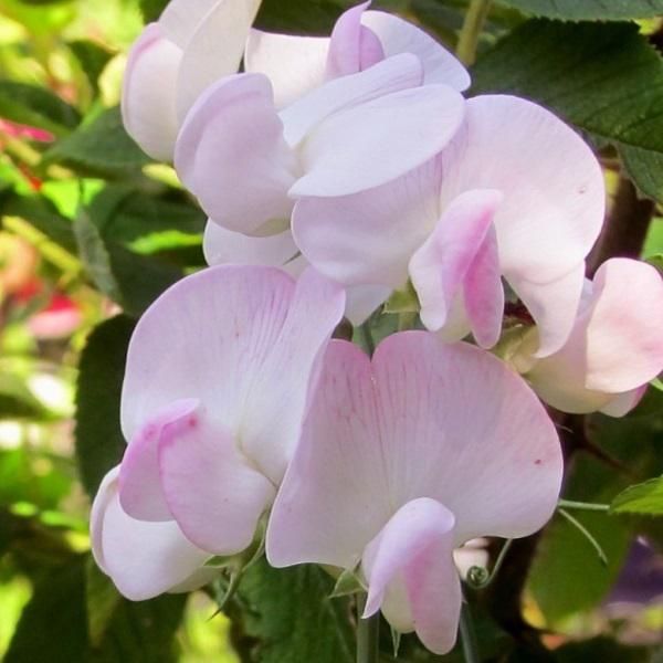 6 X Pisello Odoroso Rosa Perle - Lathyrus Latifolius 'Pink Pearl' | Vaso 9 Cm X 9 Cm-image