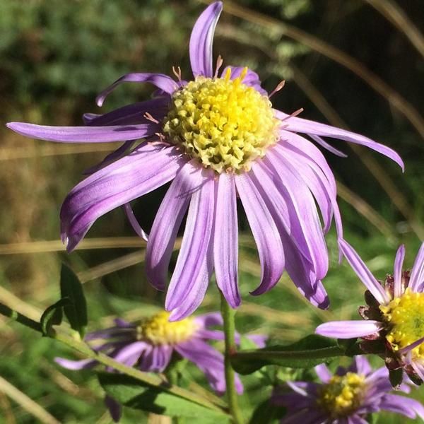 6 X Aster Estivo - Aster 'Sonora' | Vaso 9 Cm X 9 Cm-image