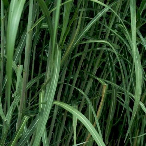 6 X Erba Gigante - Miscanthus Floridulus 'Giganteus' | Vaso 9Cm X 9Cm-image
