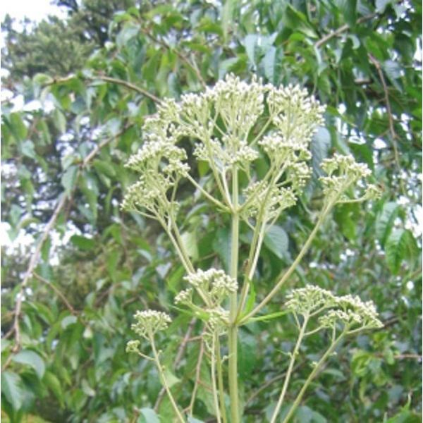 6 X Eupatorium Maculatum 'Album' - Eupatorium Maculatum 'Album' | Vaso 9 Cm X 9 Cm-image