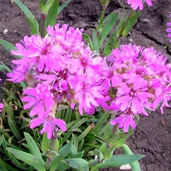6 X Campioncino Alpino - Lychnis Alpina | Vaso 9Cm X 9Cm-image