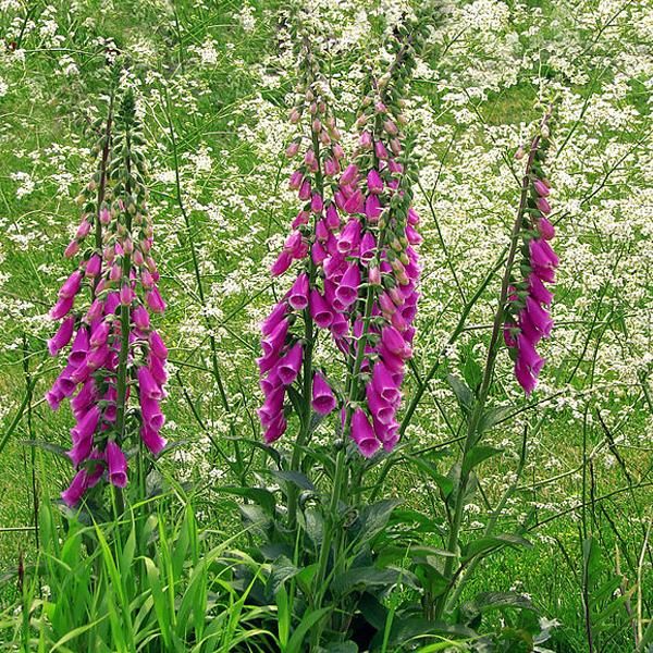 6 X Dito Di Venere - Digitalis Purpurea 'Excelsior Hybrids' | Vaso 9 Cm X 9 Cm-image