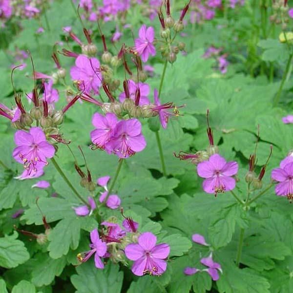6 X Cranesbill - Geranium Macrorrhizum | Vaso 9Cm X 9Cm-image