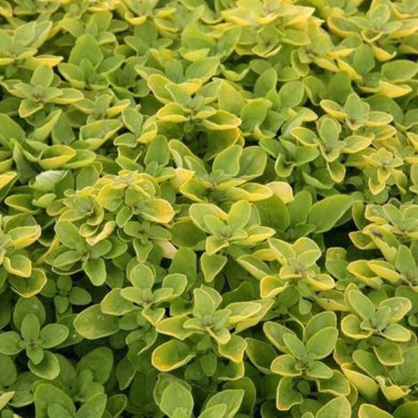 6 X Origano - Origanum Vulgare 'Thumble's Variety' | Vaso 9 Cm X 9 Cm-image