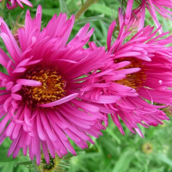 6 X Aster Novae Angliae 'Andenken An Alma Potschke' | Vaso 9 Cm X 9 Cm-image