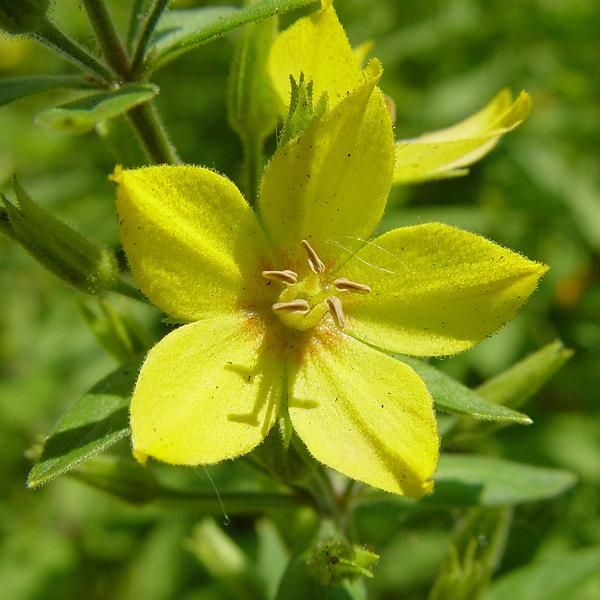 6 X L'estro Maculato - Lysimachia Punctata | Vaso 9 Cm X 9 Cm-image