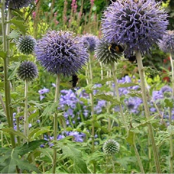 6 X Echinops Bannaticus 'Taplow Blue' | Vaso 9 Cm X 9 Cm-image